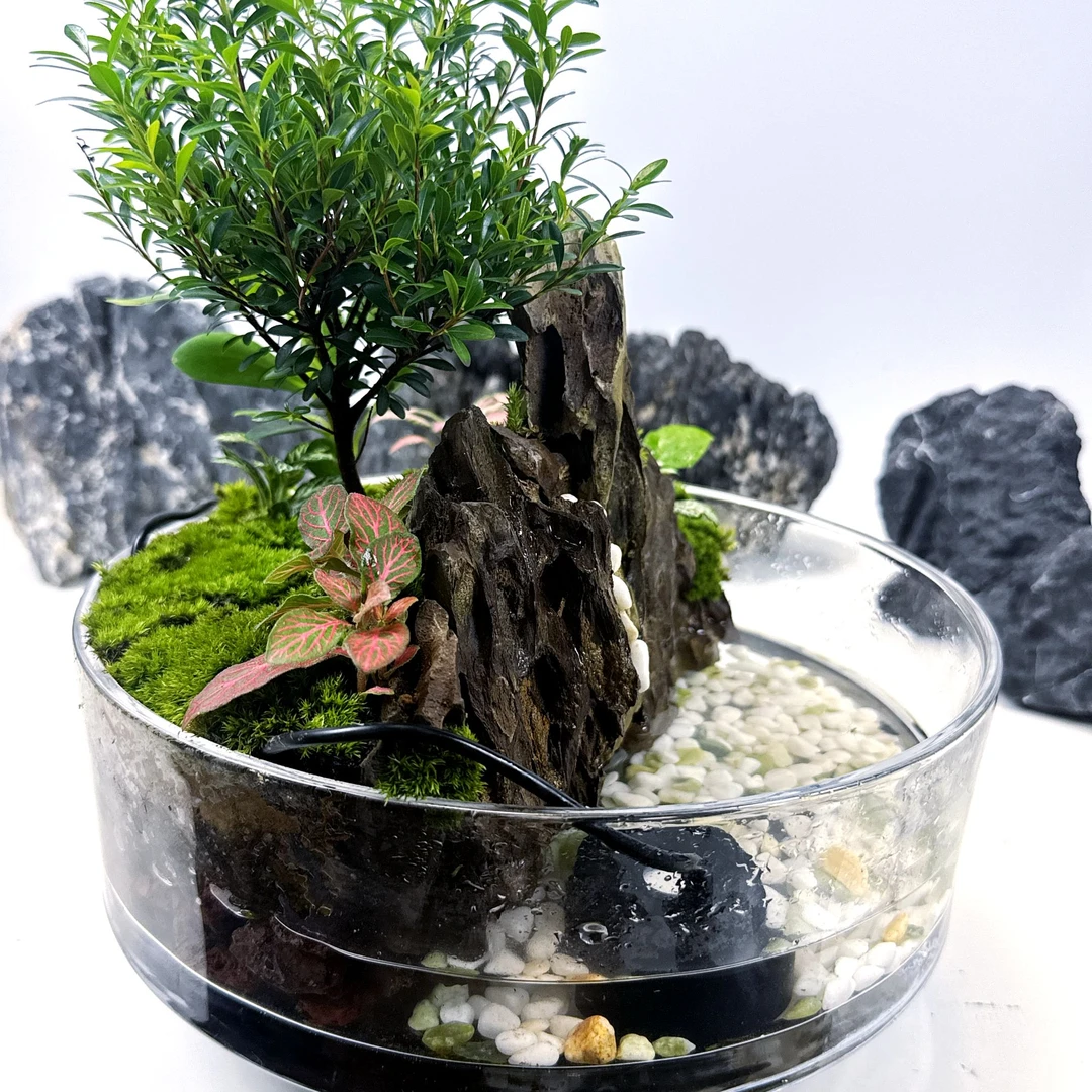 空林之境山水缸桌面微景观小叶赤楠真植物真石头可养鱼虾25*8