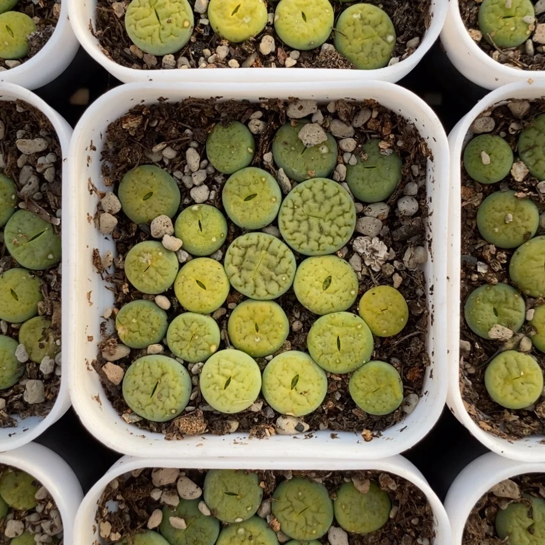 绿富贵随机发一盆