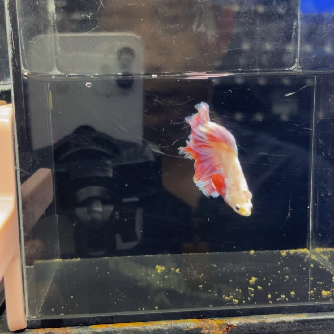 蓝口孵鱼哈哈哈家哈哈473