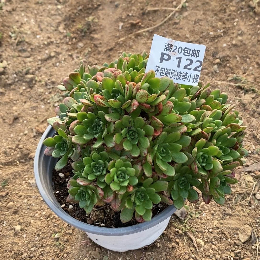 122小狐狸多肉法师锦