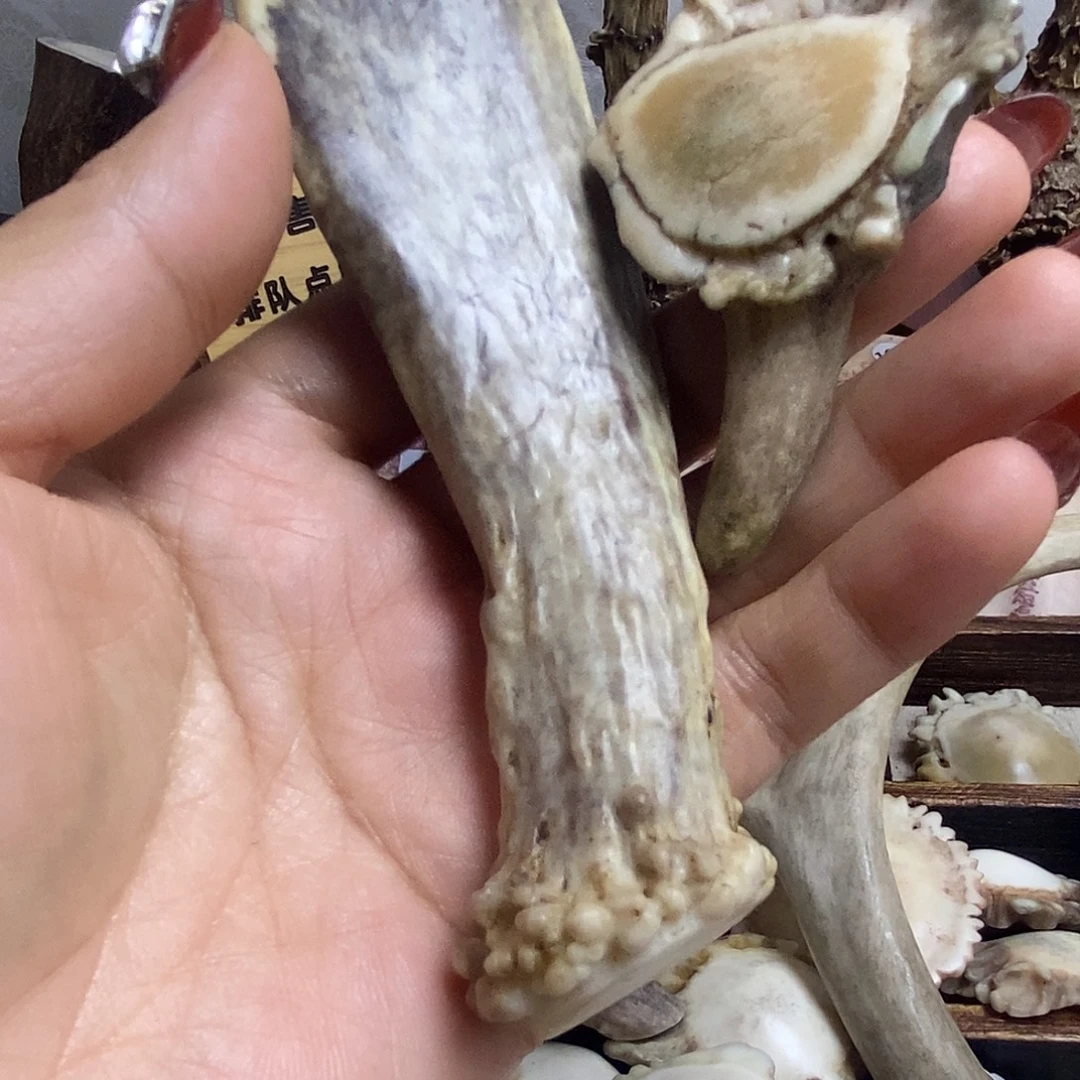 0***7鹿骨手串/手链养殖鹿鹿角手把件