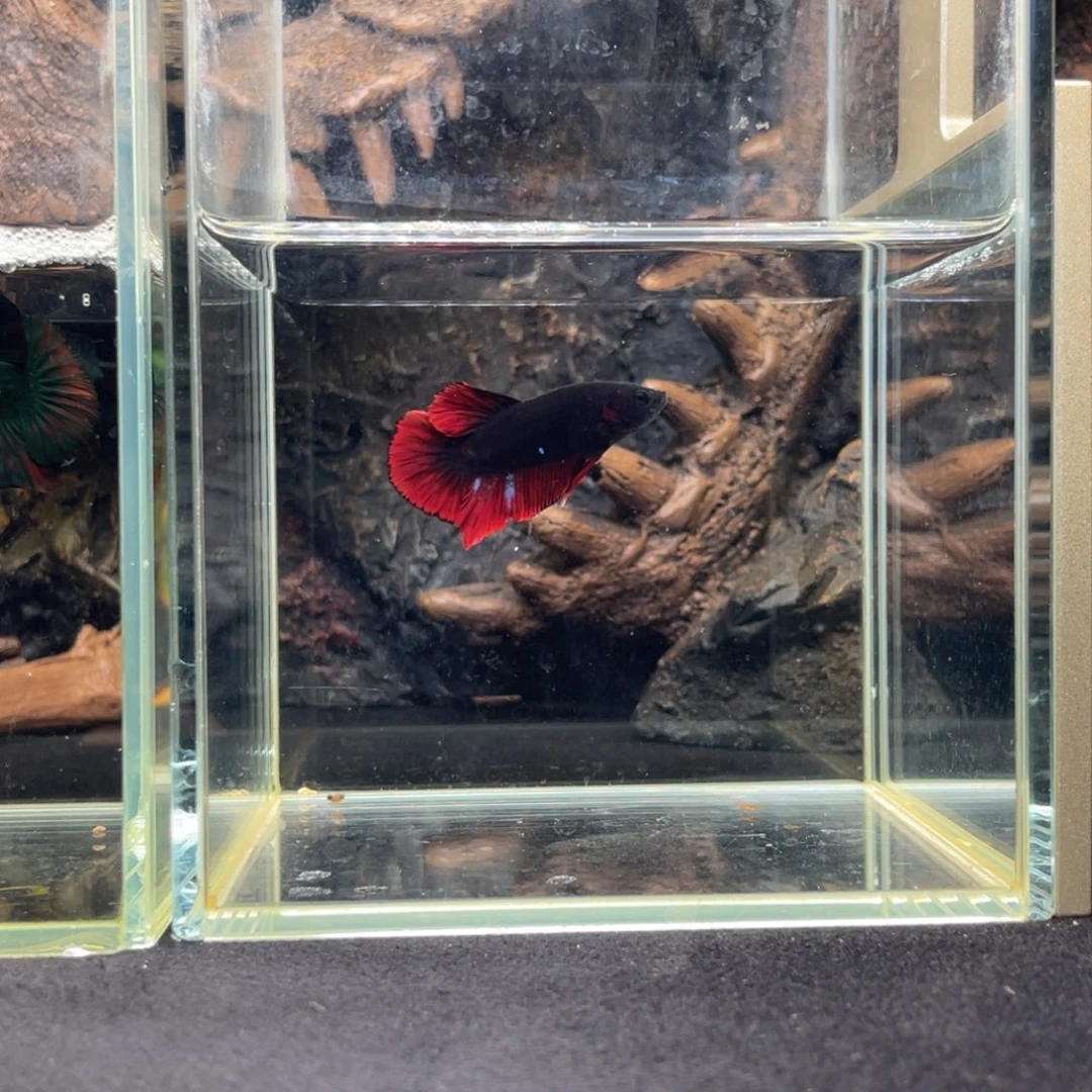 斗鱼十一月二十七日竞价