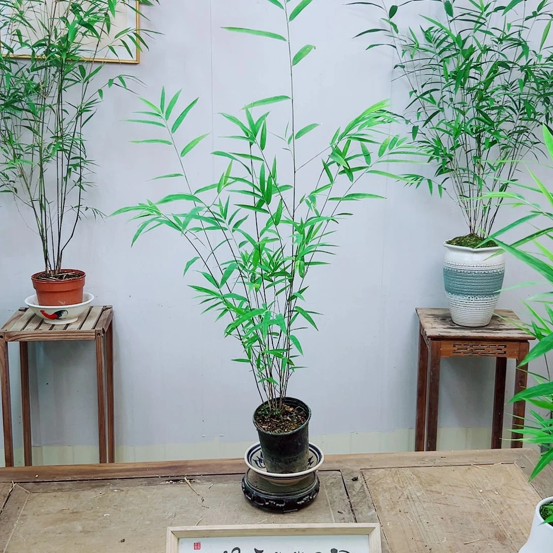 不开花植物内门竹