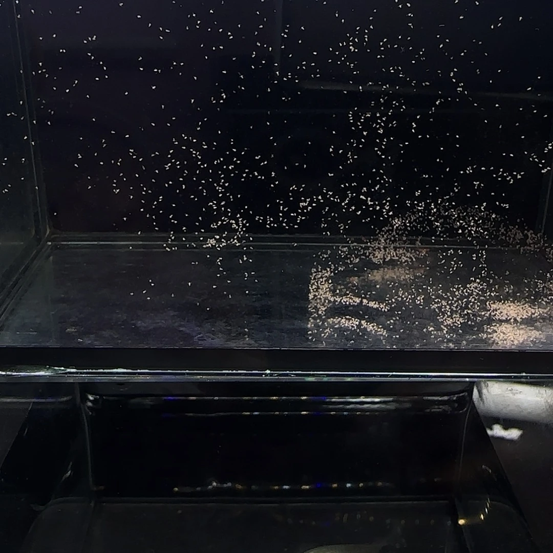 孔雀鱼火烧云一对