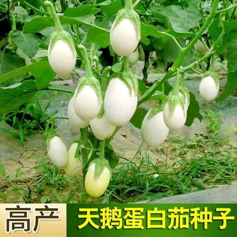 【鸡蛋茄种子】一包也包邮下单送肥料