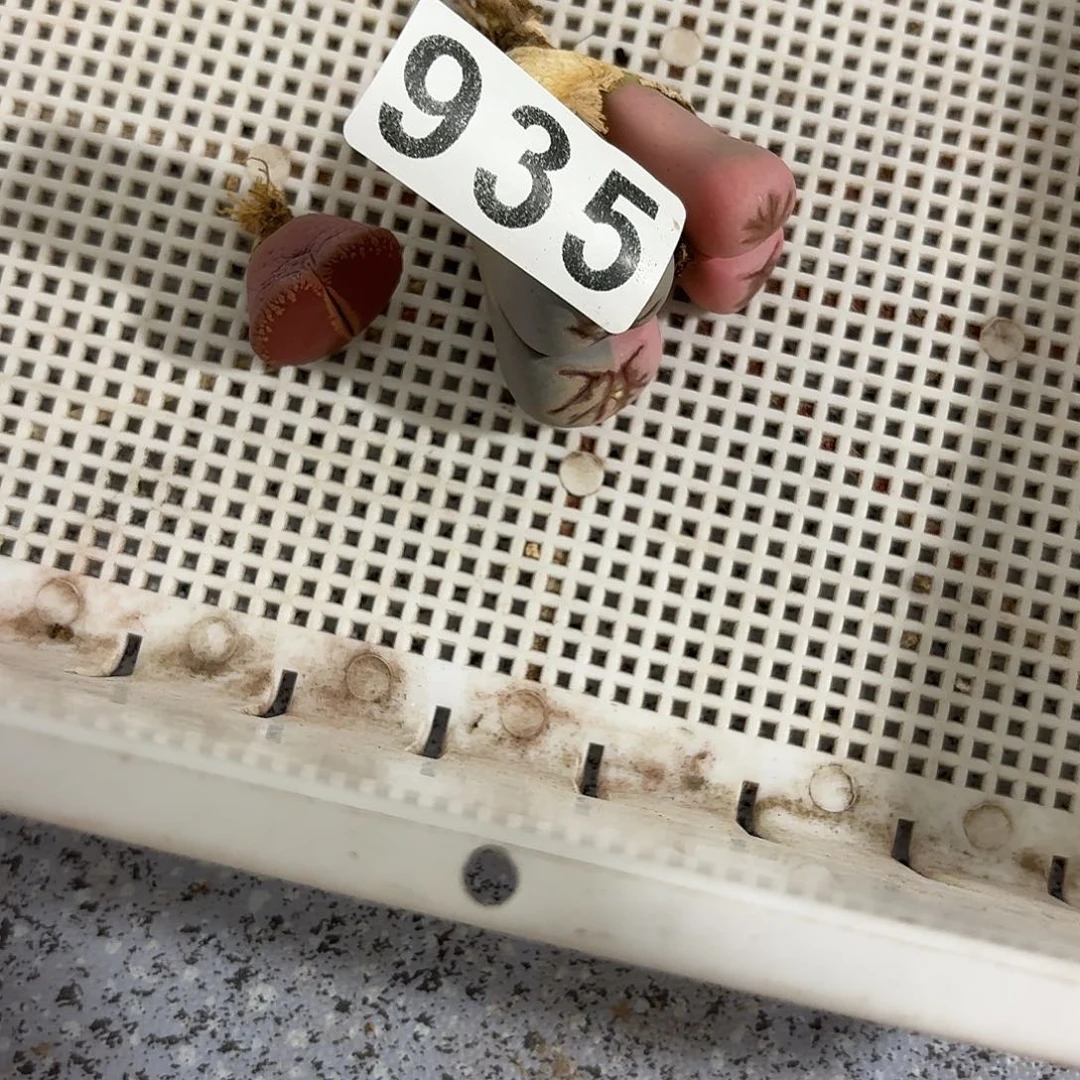 生石花一物一拍2颗935