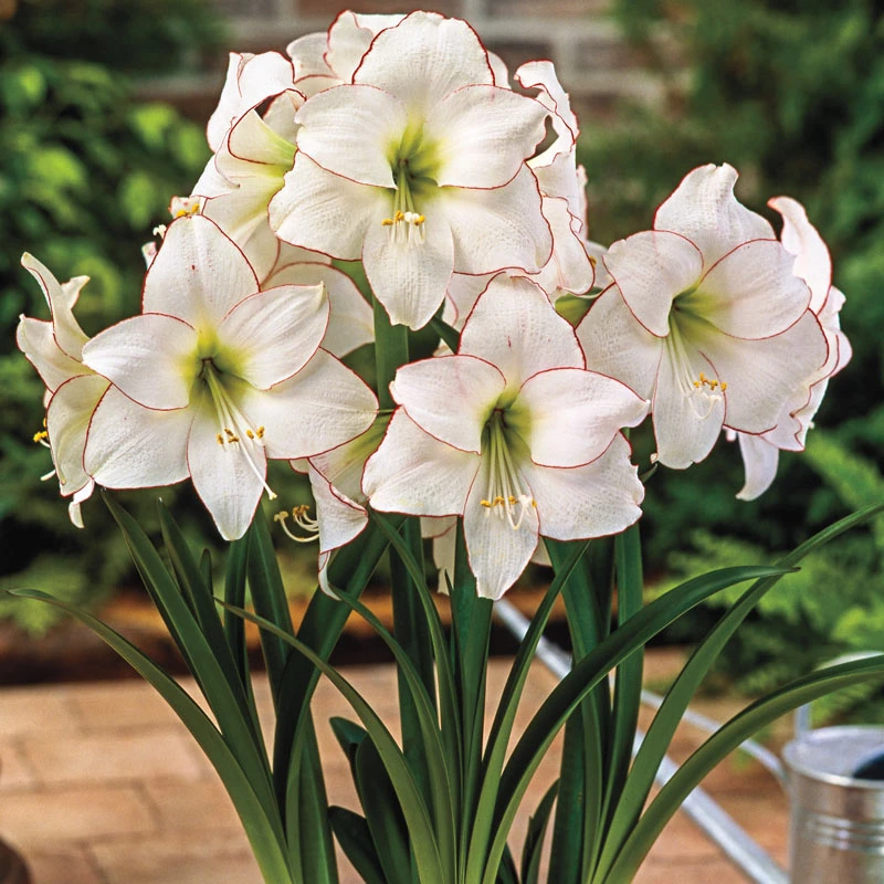 「朱顶红花边石竹」 七里花乡朱顶红多年生室内阳台庭院球根花卉