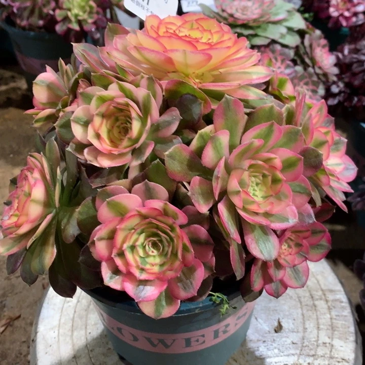 341荔枝多肉植物