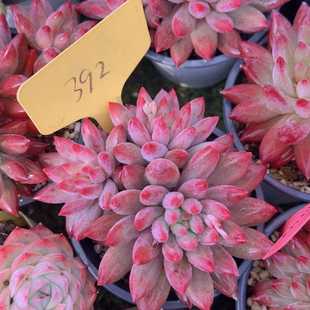 香玉的故事是一个人的故事吗