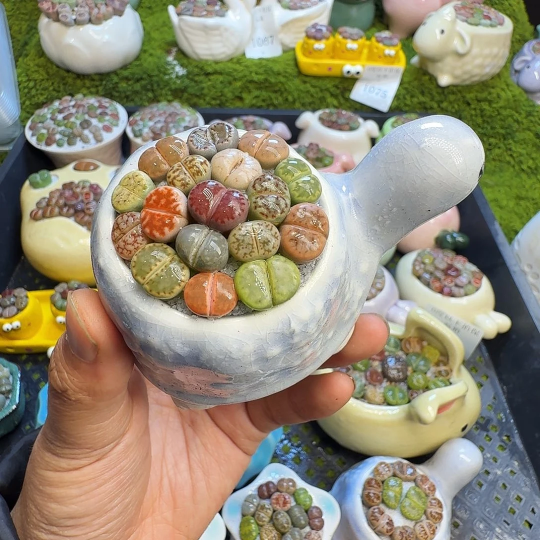 多肉植物福利冲1103