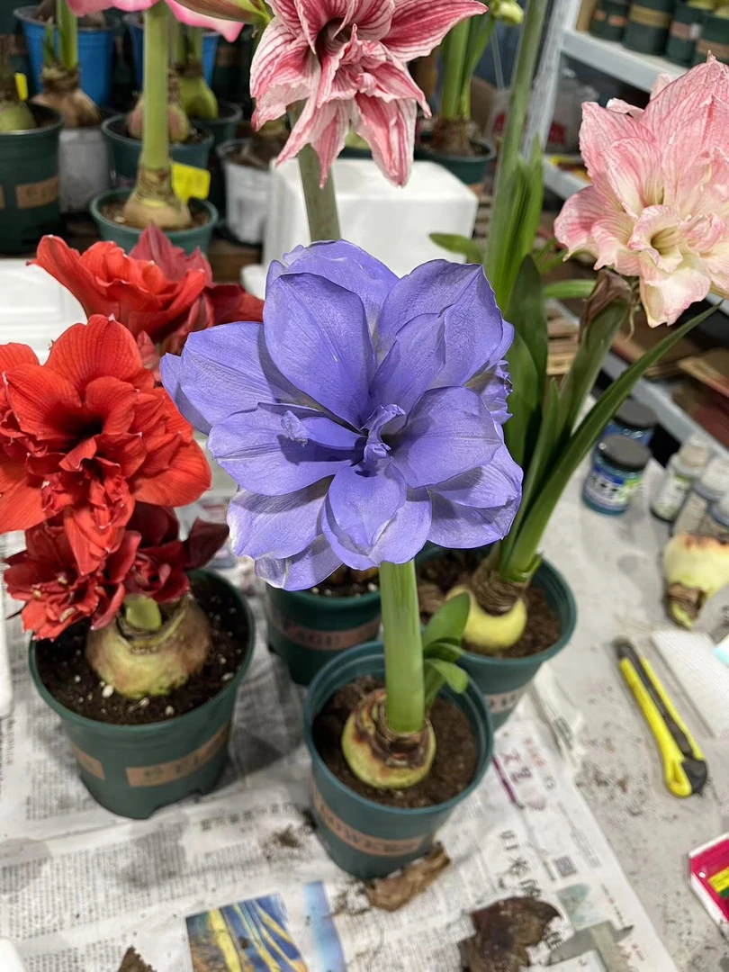 【紫霞仙子】包对版朱顶红重瓣