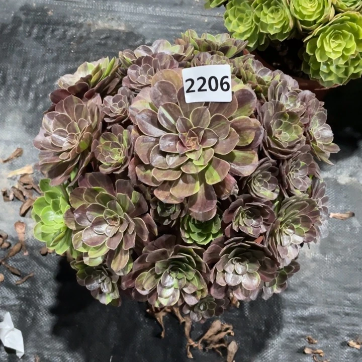 花月夜2206号多肉植物