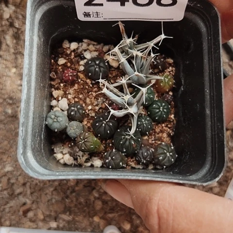 2468仙人球小苗的