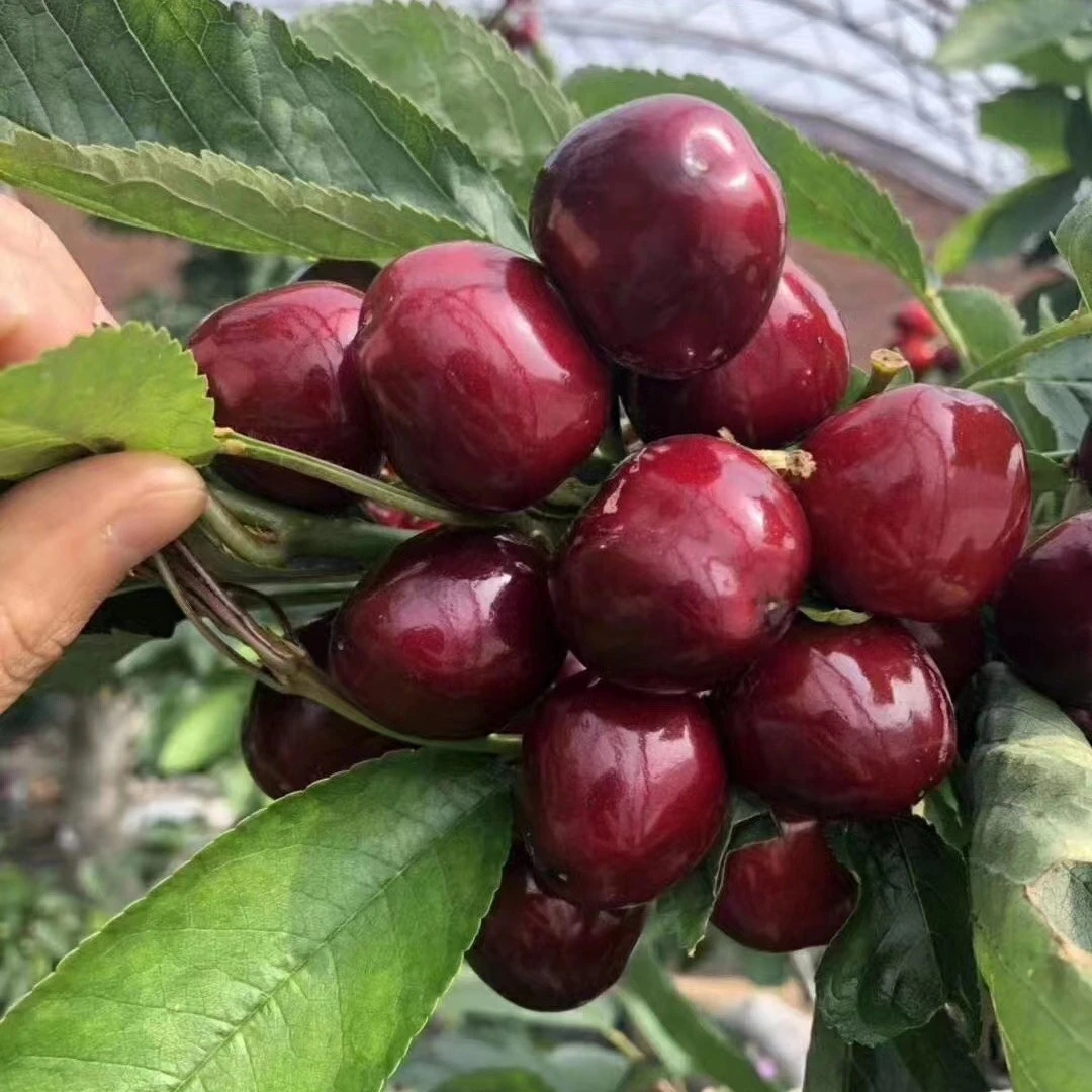 【裂口樱桃】樱桃3斤净重2.5斤当天采摘新鲜顺丰空运包邮1-5J