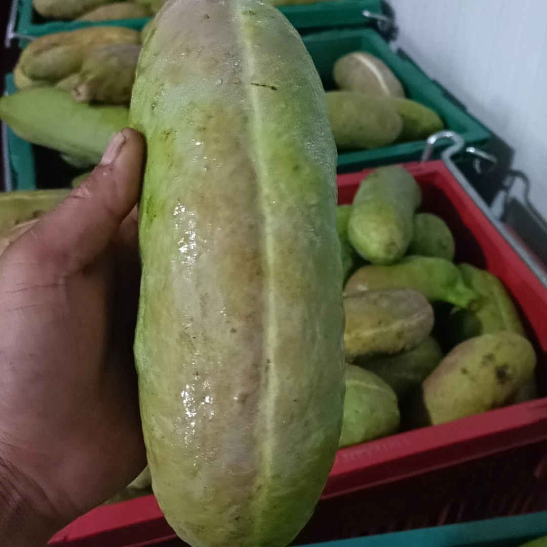 现摘现发正宗少籽巨果新鲜八月瓜当季新奇特水果软糯香甜