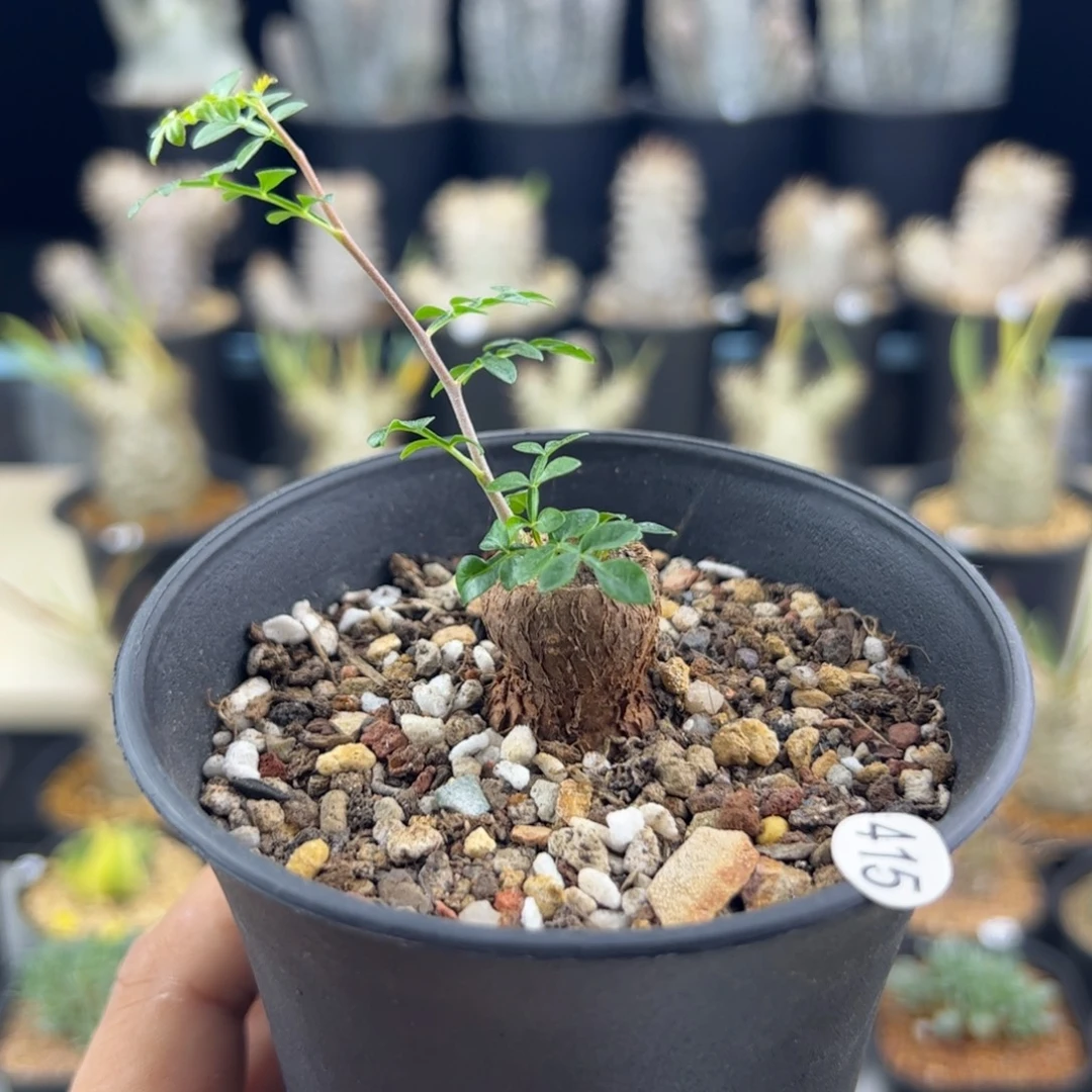 象足漆树根插一物一拍