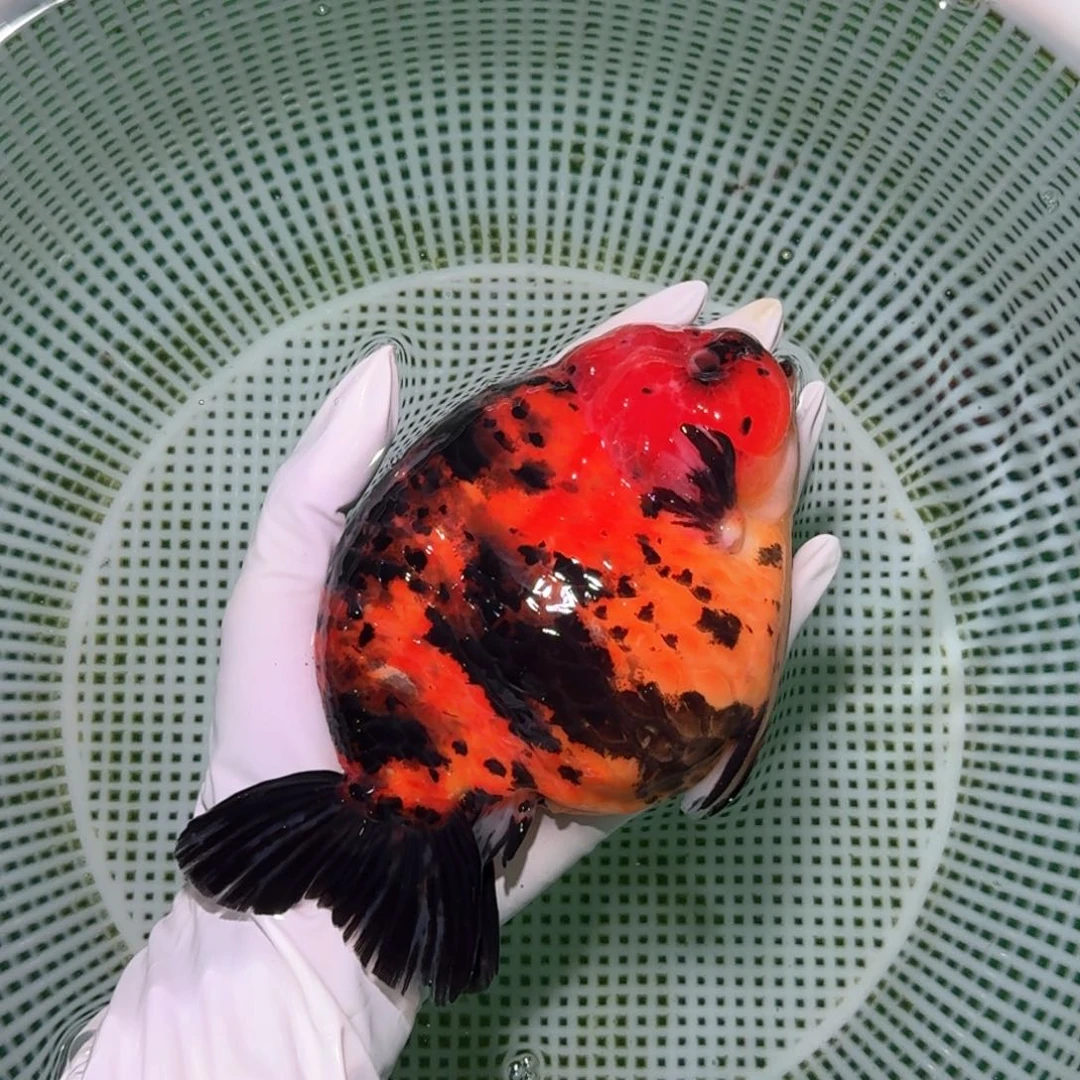 金鱼类不分公母17