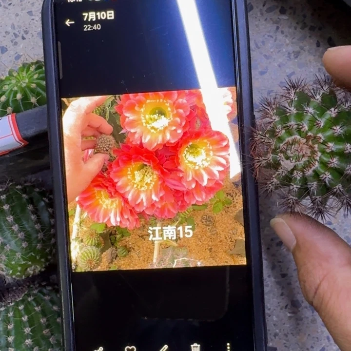 248彩草江南15歪4公分左右无根侧牙，20包邮