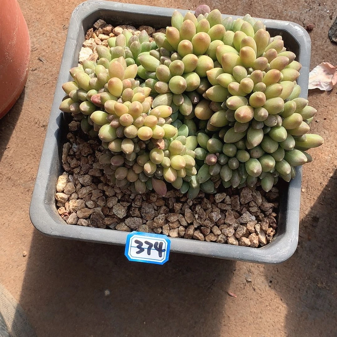 374千代田一物一拍多肉