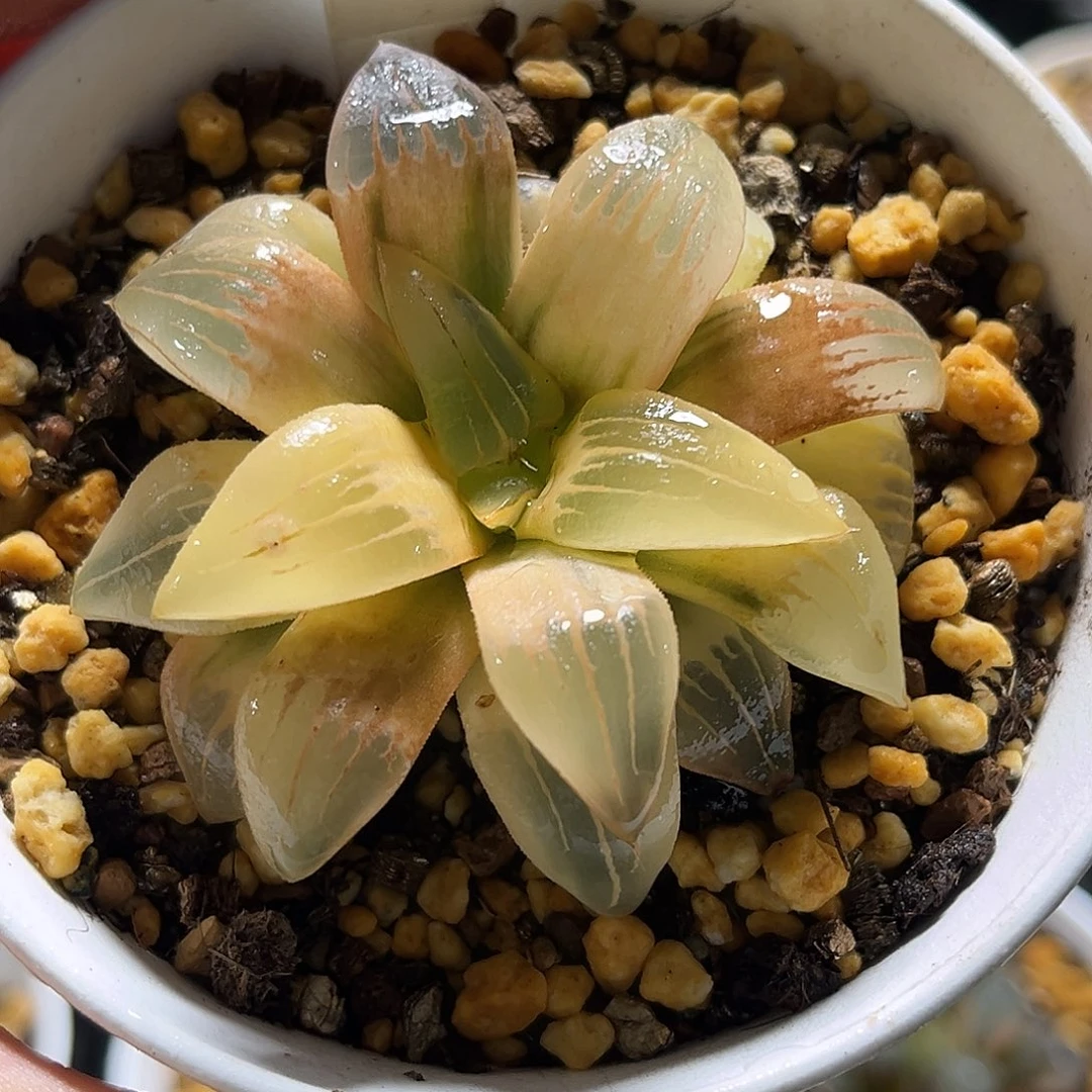 406糊斑红纹寿锦一物