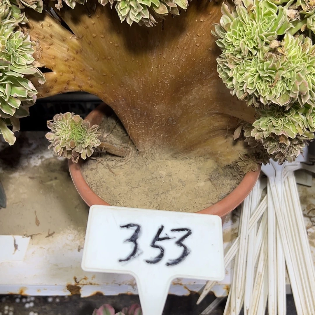 多肉植物白风缀花353