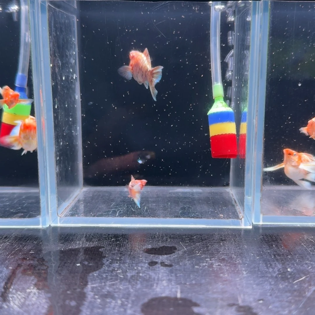 孔雀鱼5号玛丽2条