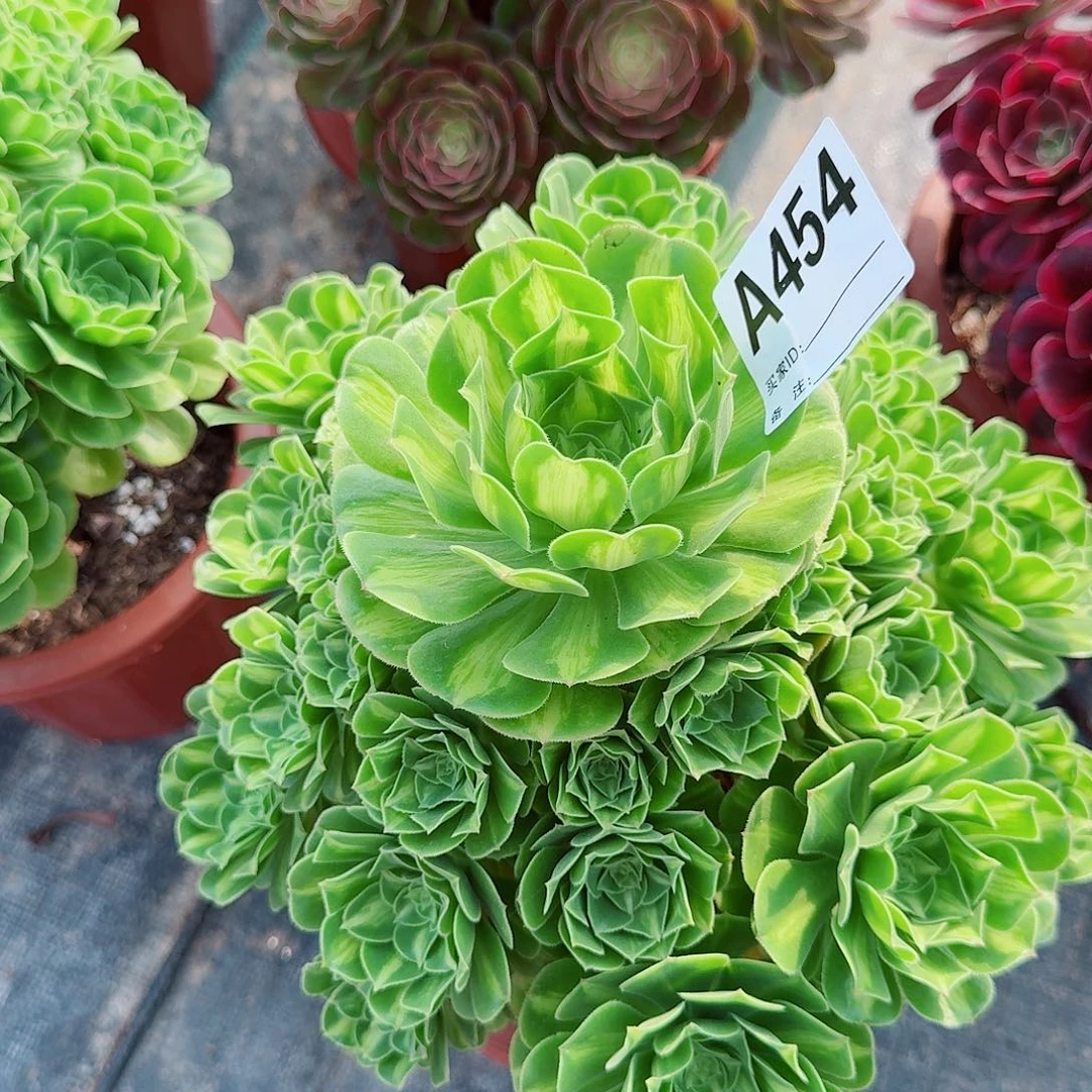 ?****?翡翠琉璃a454