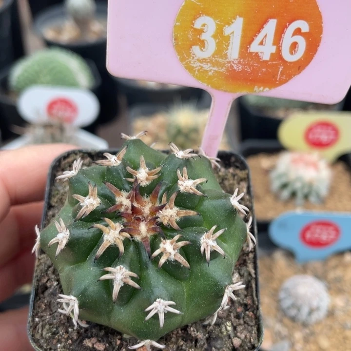 实生猫爪圆盘3146000000