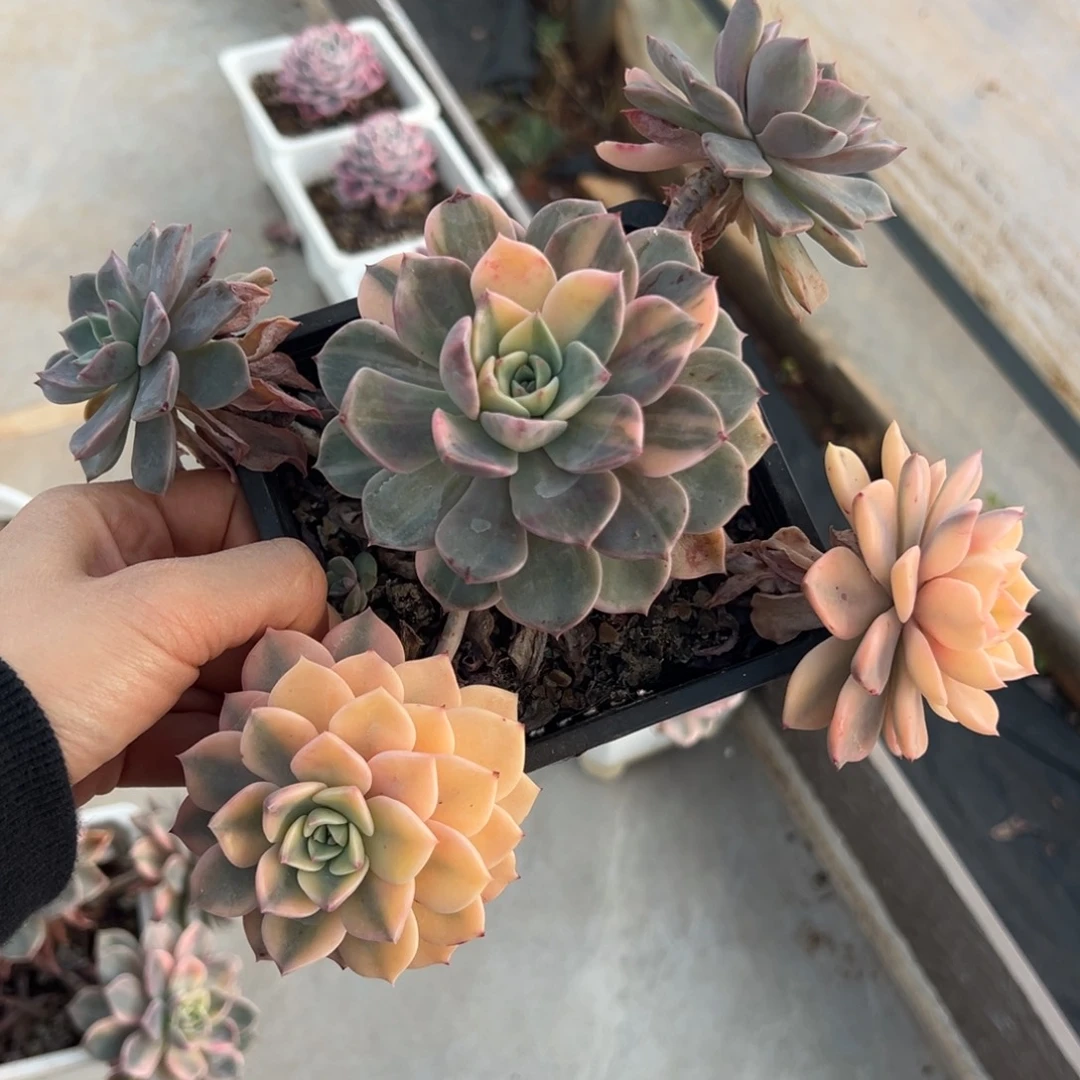 红粉佳人锦，带宽覆轮锦锦头（不包损）