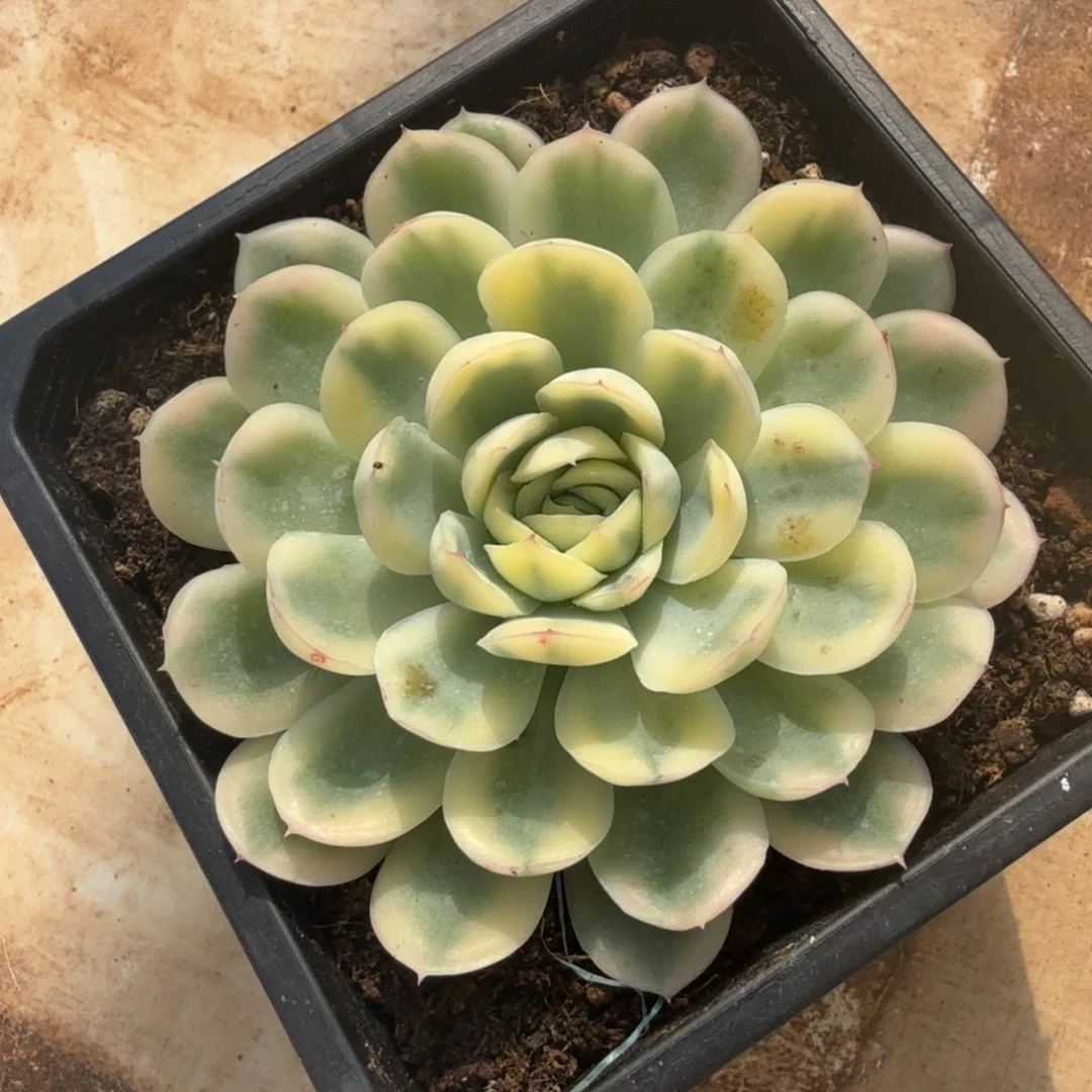 草莓冰锦腹轮锦一刻的