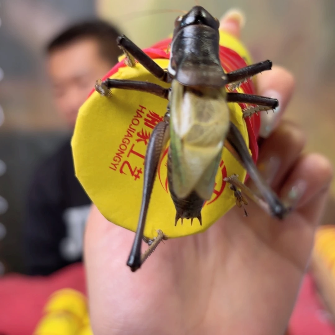 少***起蝈蝈蝈蝈福福价格