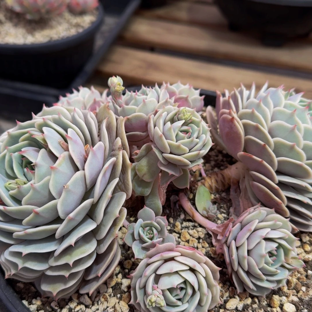 梅**^梅姐多肉运费寄养