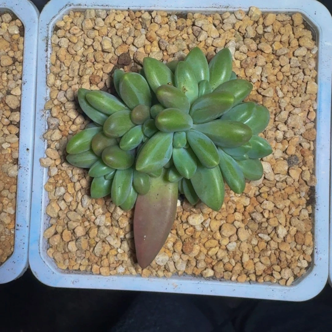 戴蒙德 群生 一物一拍