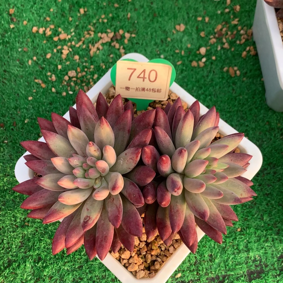 白体虞美人无砍双头740