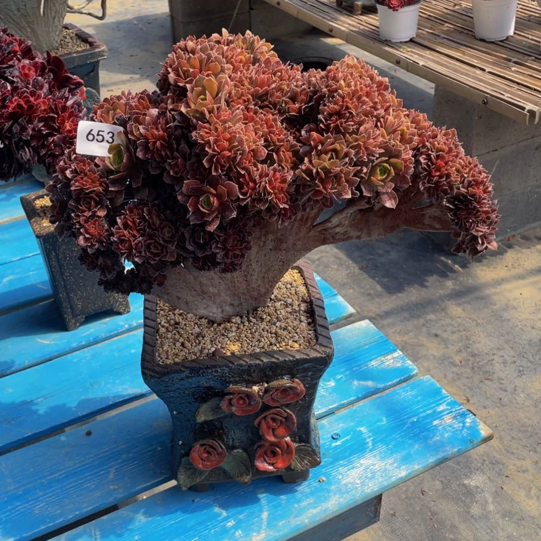 q*653号玫瑰朵朵有伤