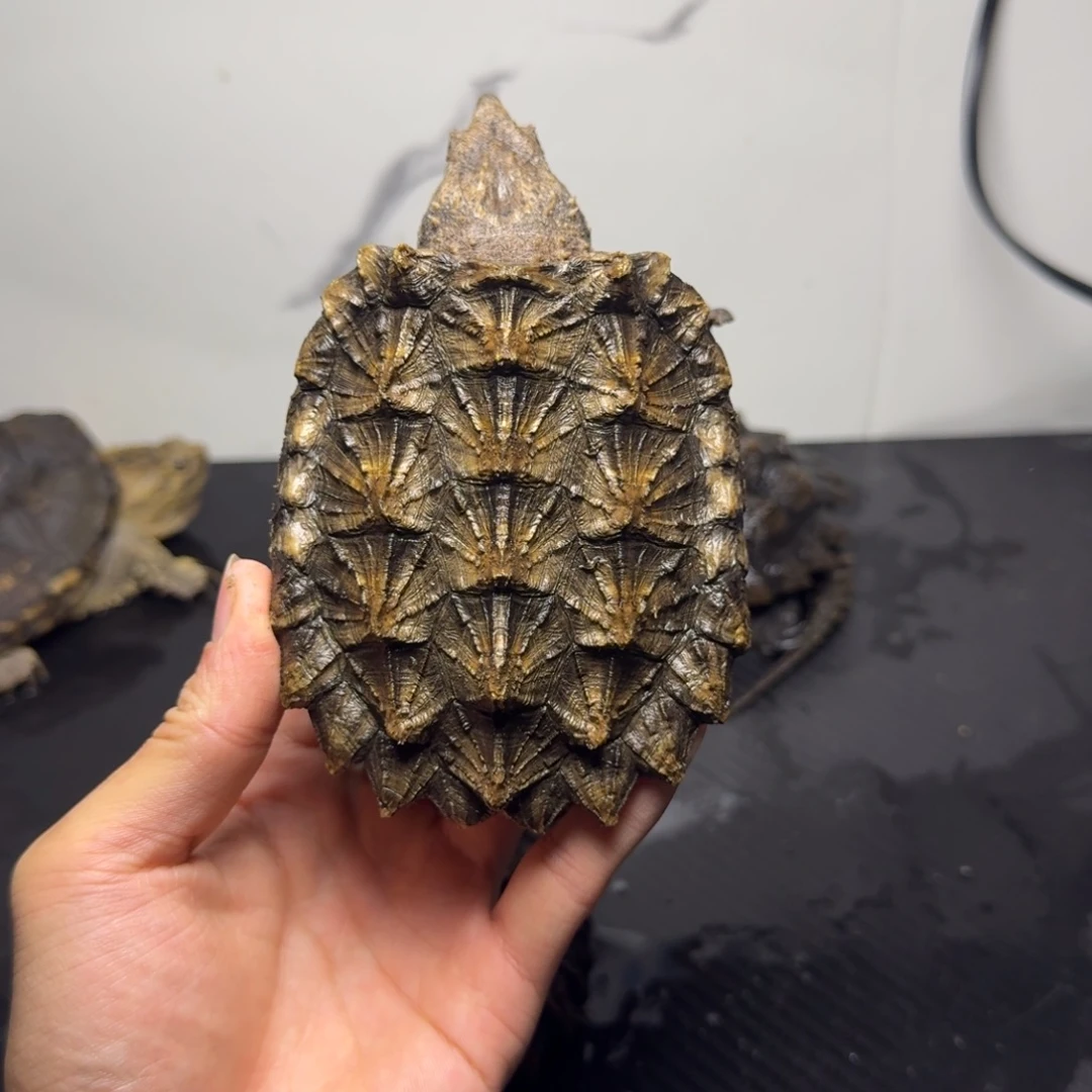 绿毛龟母太阳公公哈哈哈龟