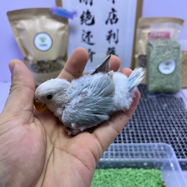 牡丹鹦鹉-精品松熏母Z0058