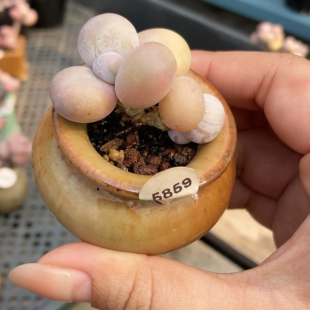 ?***?5859水光针奶酪带盆土