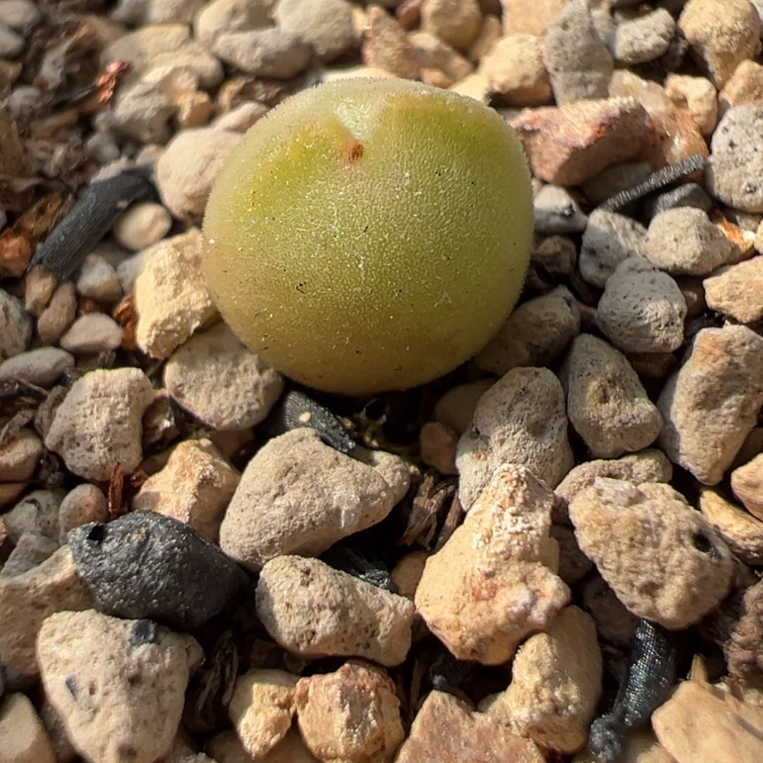 2号链接后代 奶黄体选拔 多肉植物