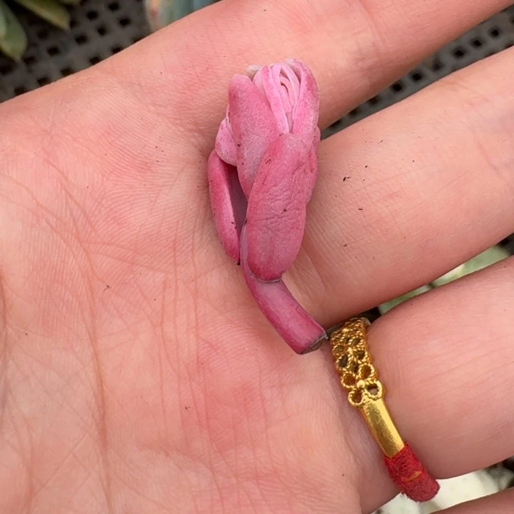 红手指花剑一物一拍