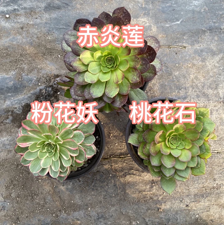套餐三法师锦3棵 粉花妖 赤炎莲 桃花石 脱土裸根发货