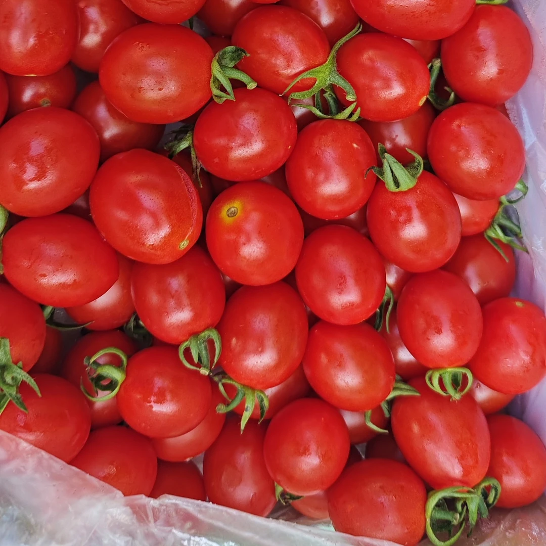 玲珑小柿子带箱2.4斤左右千禧圣女果广东省