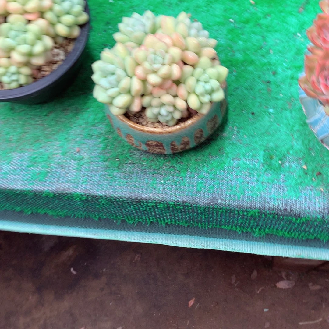 I***a一物一拍一物一拍