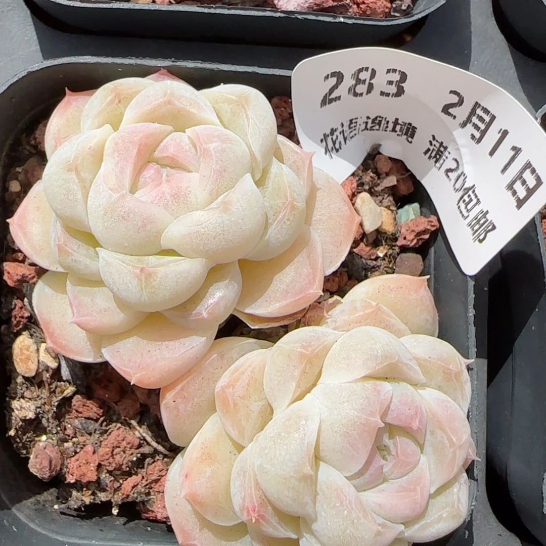 花语逸境0211-283