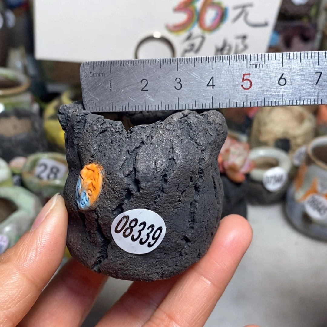 花盆拍3送一个小礼物