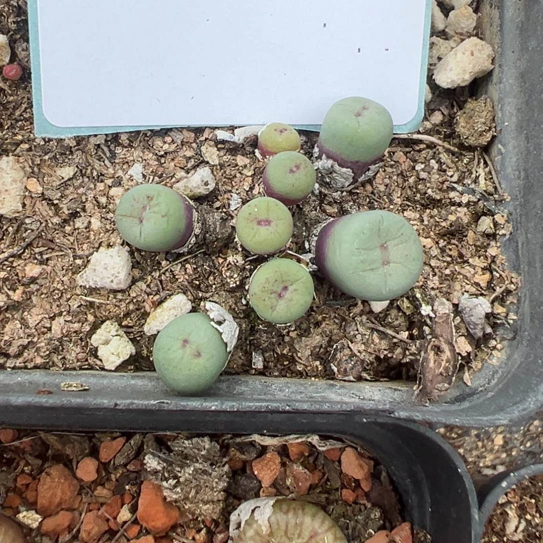 4-23肉锥多肉植物