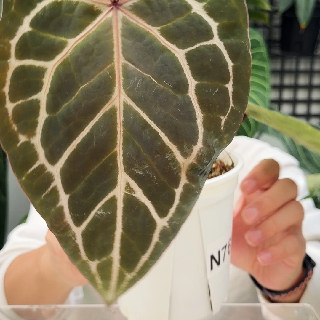 完全开放O192紫水晶杂