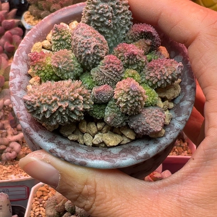 吉祥如意等名家名作和名家