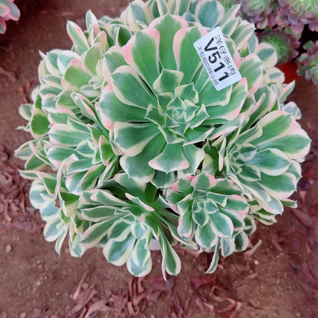 白凤法师511冠幅25