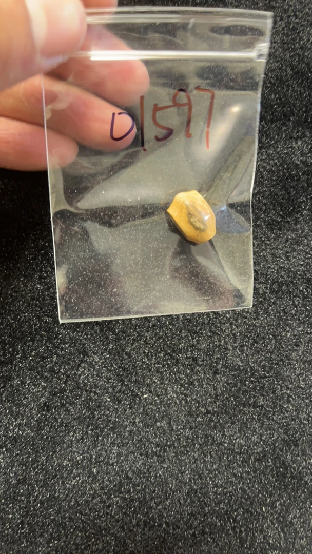 01597猛犸牙鲨鱼背三通配饰